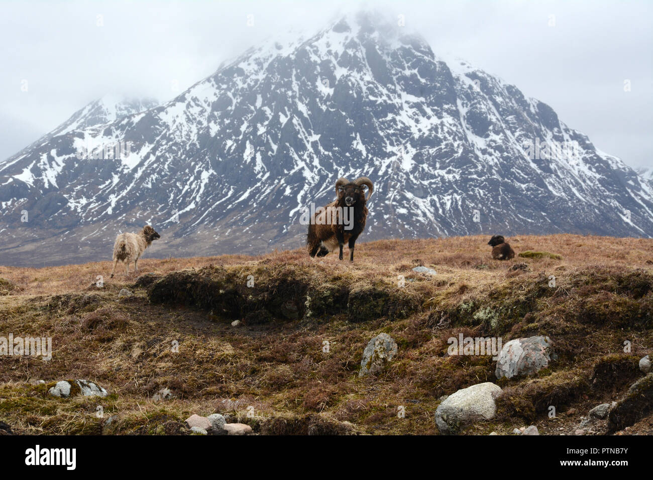 Tre selvatici capre di montagna in un prato sotto una snowy Buachaille Etive Mor, vicino a Glen Etive, nelle Highlands scozzesi, Scotland, Regno Unito. Foto Stock