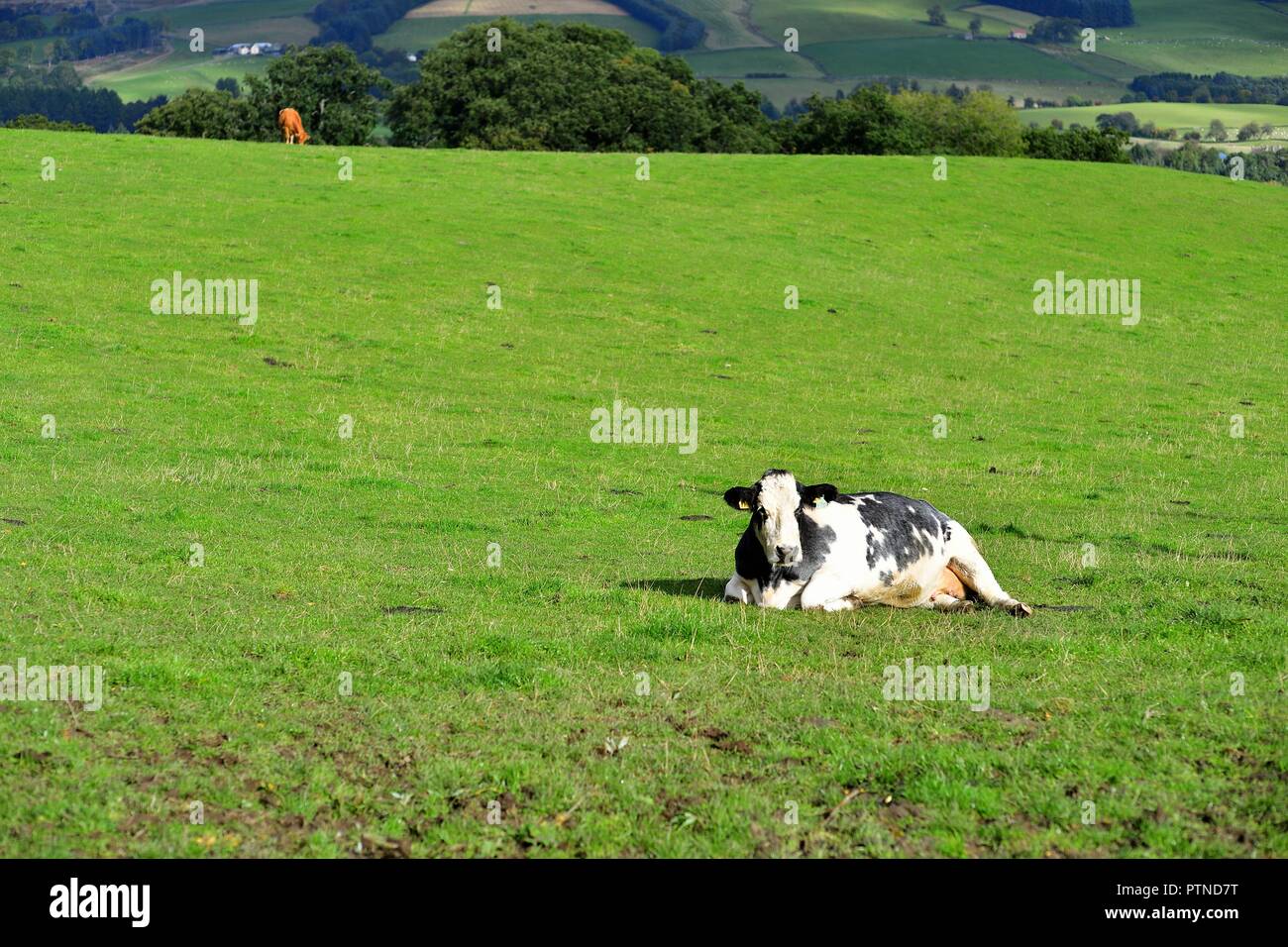 Grandtully, Scotland, Regno Unito. Una mucca in appoggio in un pascolo in un pittoresco in una scena rurale vicino Grandtully, Scozia. Foto Stock