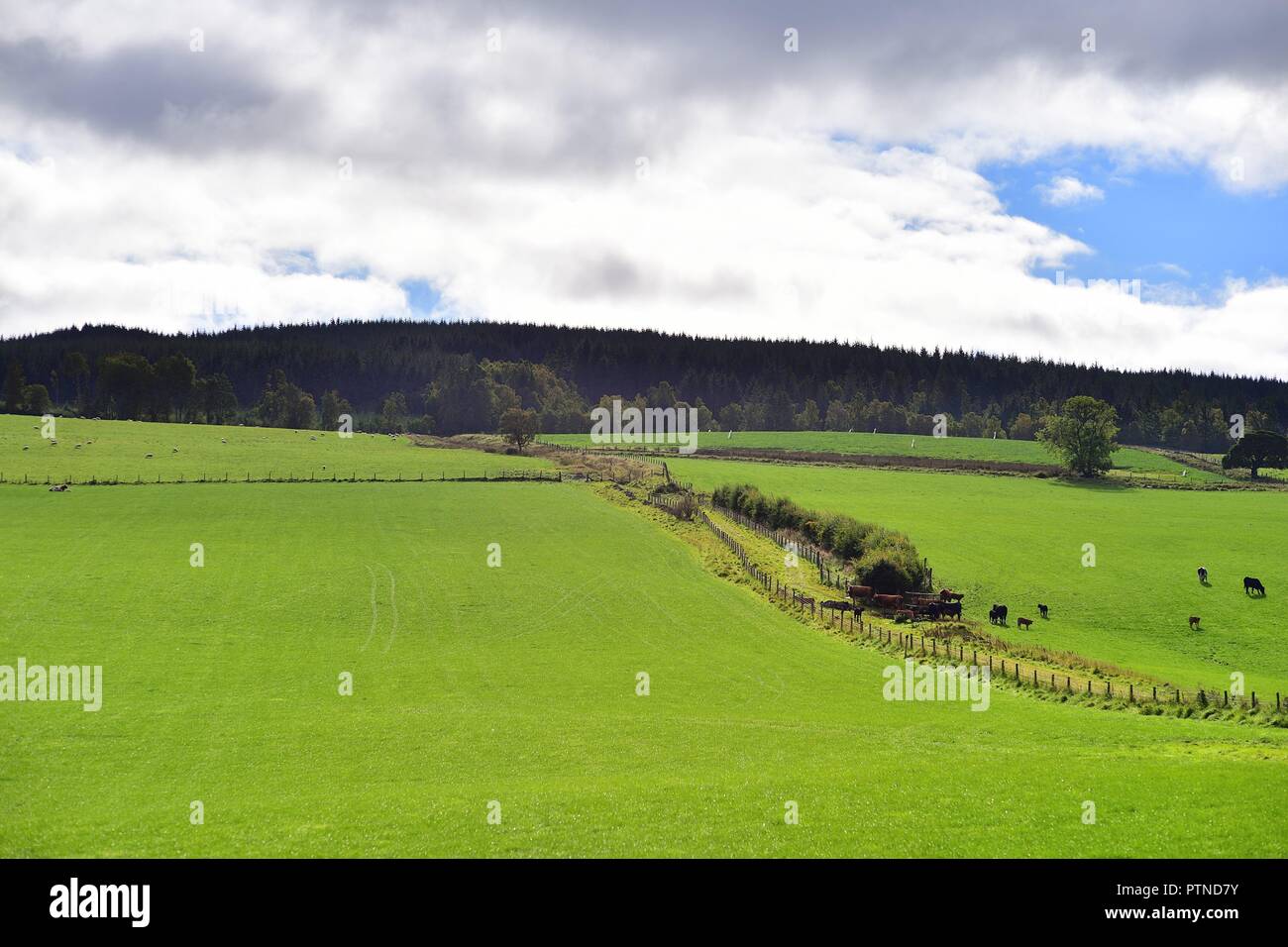 Grandttully, Scotland, Regno Unito. Le mucche al pascolo in una vasta campagna vicino Gradtully, Scozia. Foto Stock
