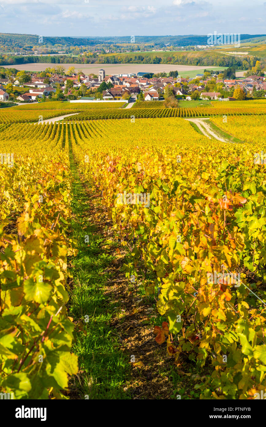 Celles-sur-source (nord-est della Francia). Il paesaggio di Champagne regione vinicola, regione viticola di "Côte des Bar", sul Champagne roa turistica Foto Stock