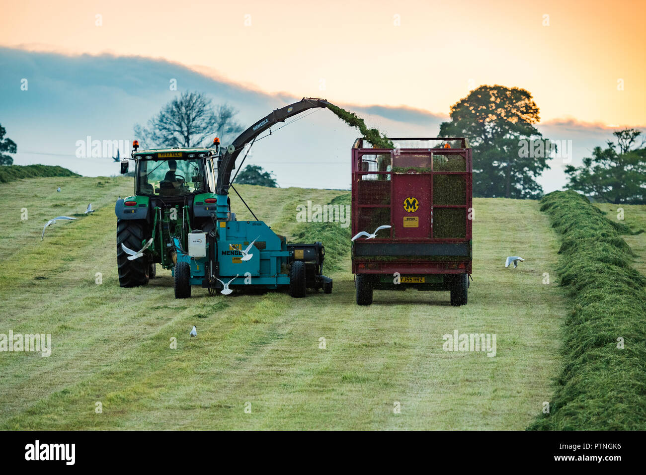 Lavorando insieme in una fattoria campo,1 il traino del trattore trincia & 1 raccolta di erba tagliata per insilati in trailer - serata dello Yorkshire, Inghilterra, GB, Regno Unito Foto Stock