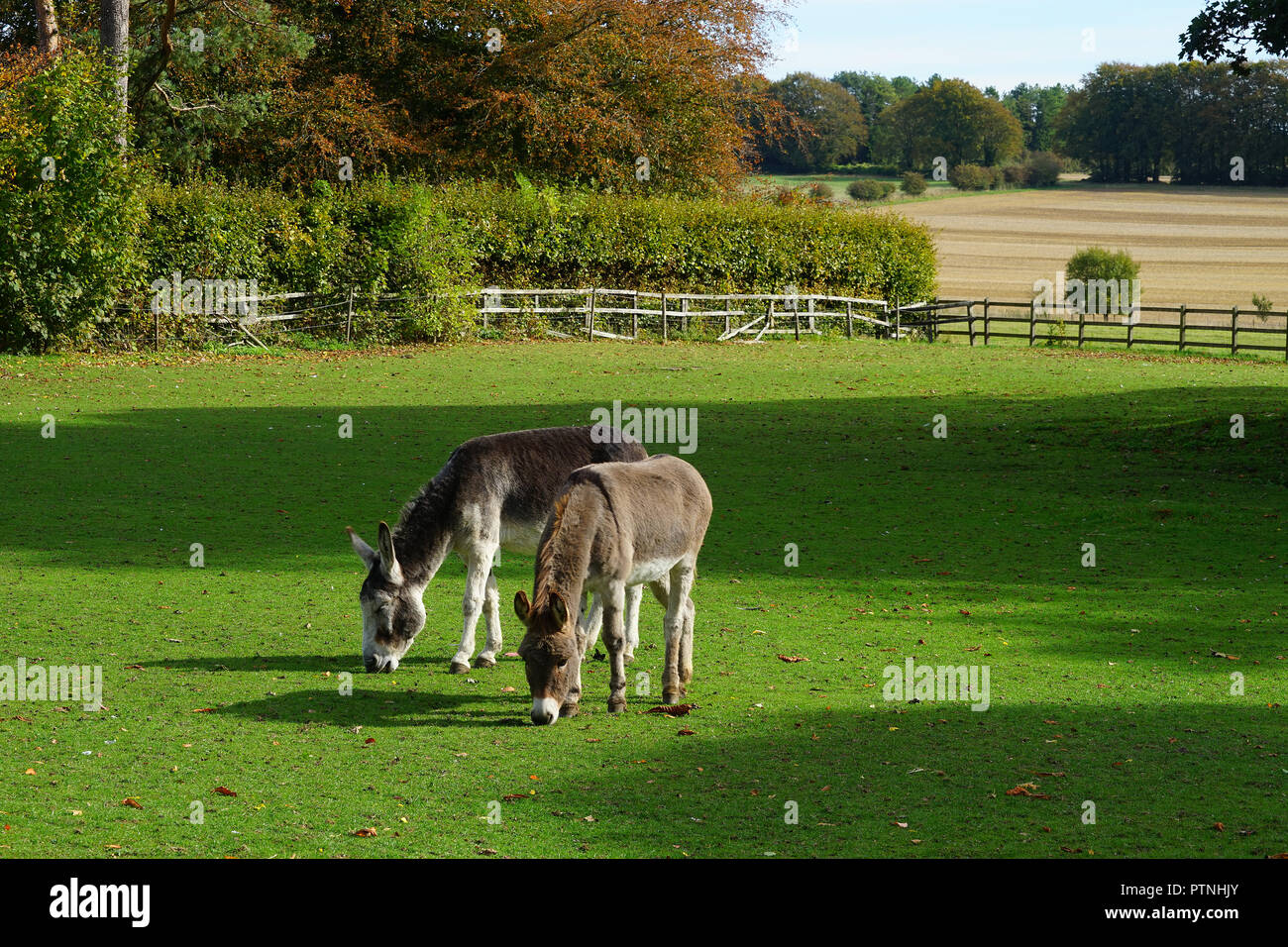 Una coppia di asini Dummer Foto Stock