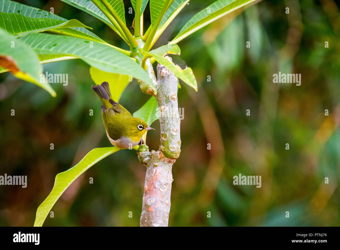 Silvereye nella luce del mattino su albero Frangipani in backyard Australia Occidentale Foto Stock