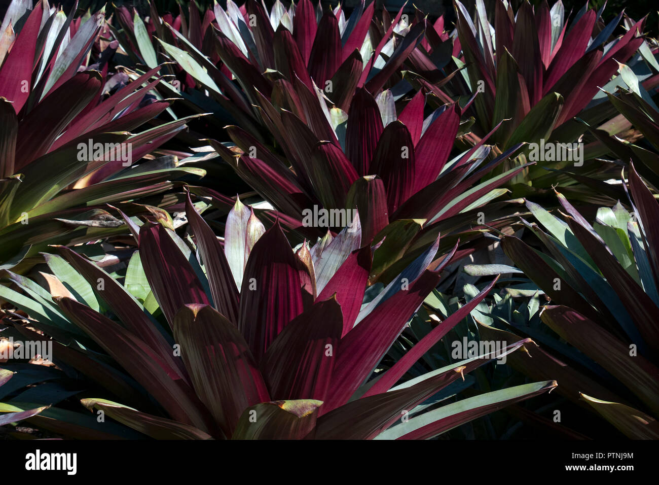 Sydney Australia, letto giardino di Alcantarea Imperialis - Modulo di rosso Foto Stock