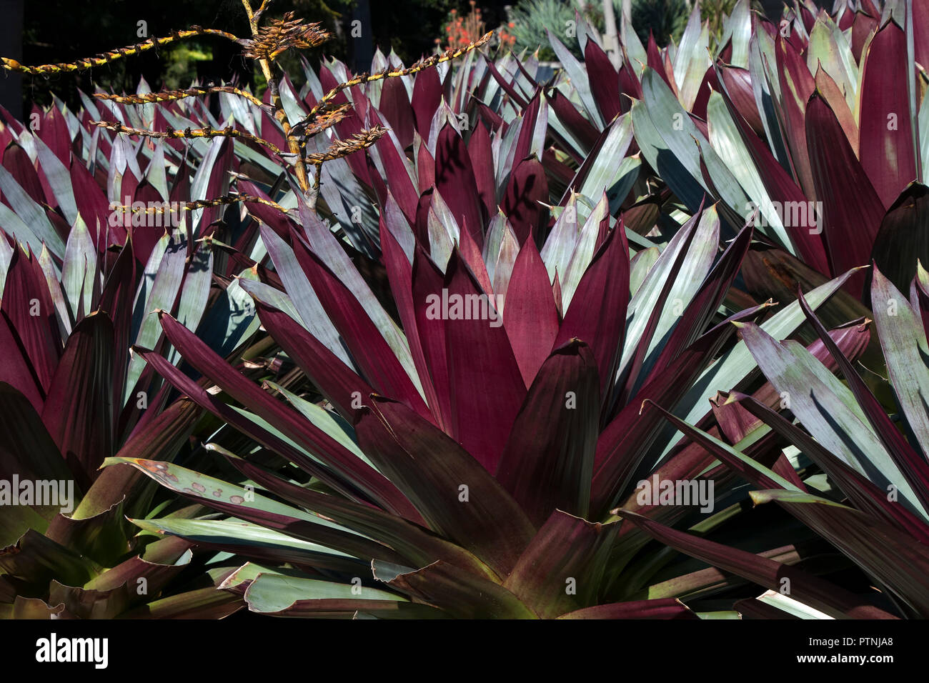 Sydney Australia, letto giardino di Alcantarea Imperialis - Modulo di rosso con fiore spike formando Foto Stock