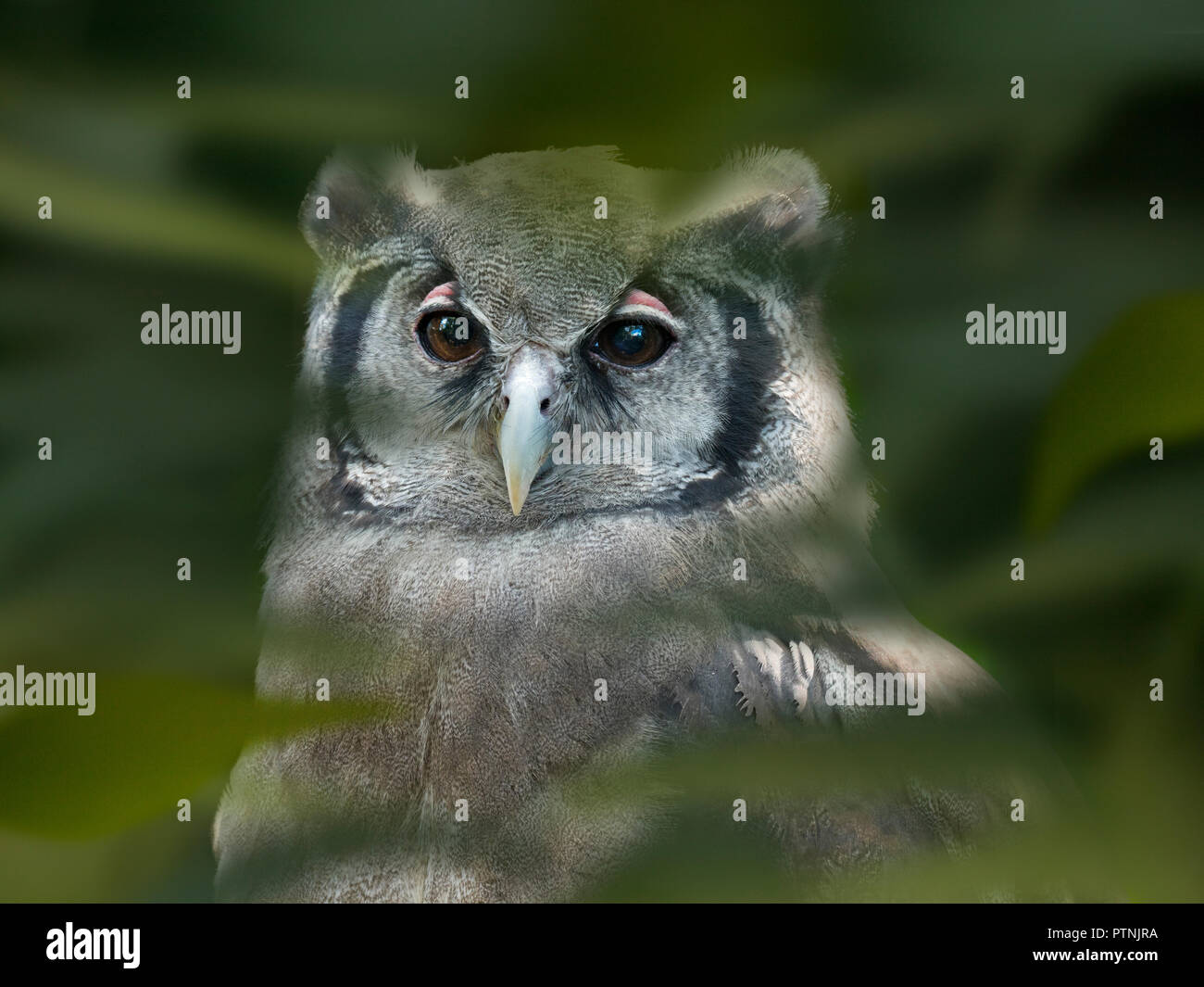 L'aquila-gufo bubo latteo di Verreaux, noto anche come il gufo dell'aquila latteo o il gufo gigante dell'aquila Foto Stock