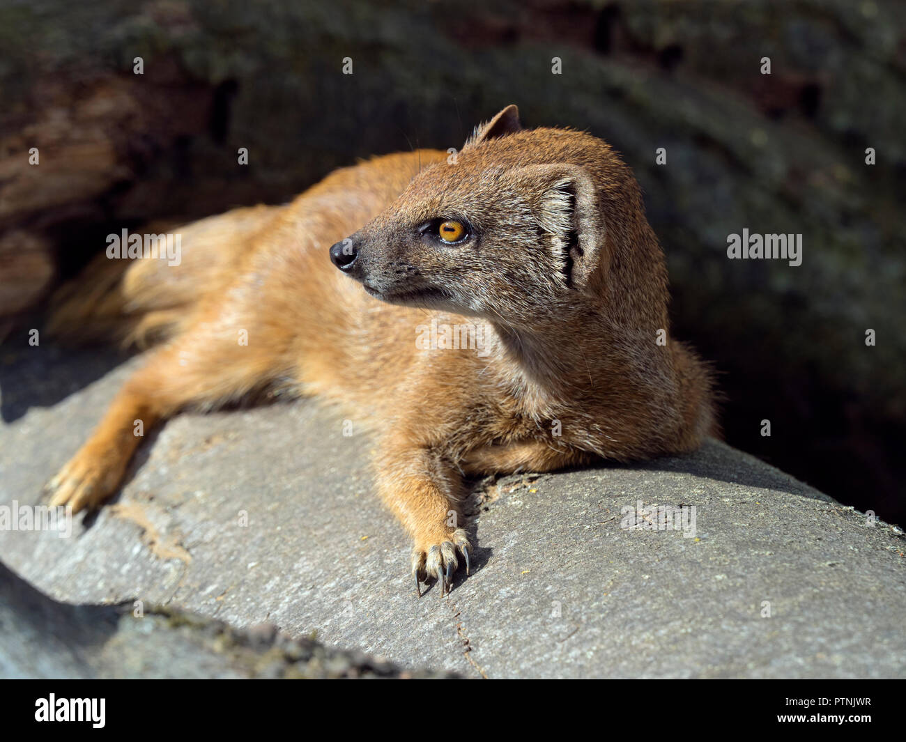 Giallo mongoose Cynictis penicillata Foto Stock