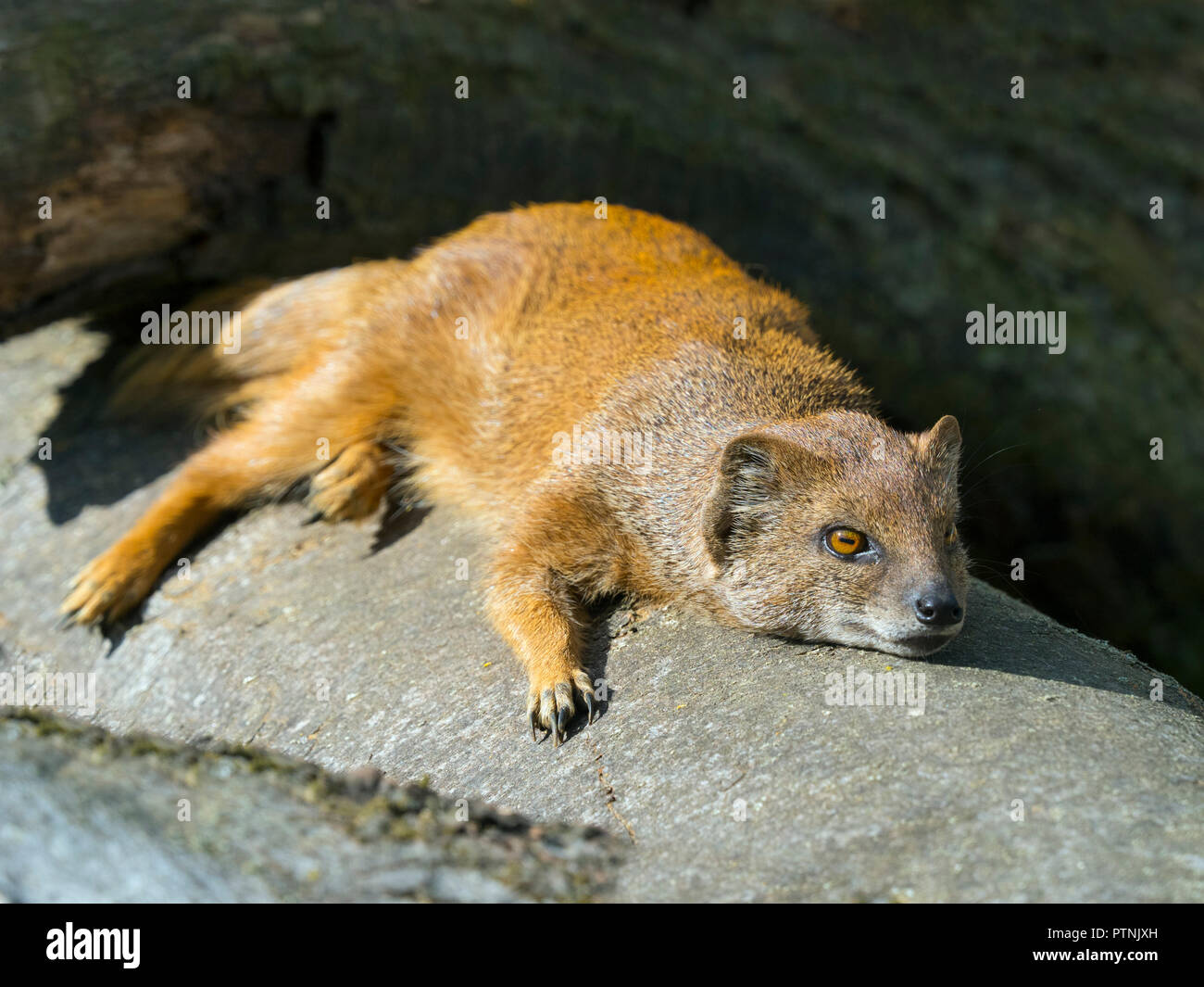 Giallo mongoose Cynictis penicillata bagni di sole Captive ritratto Foto Stock