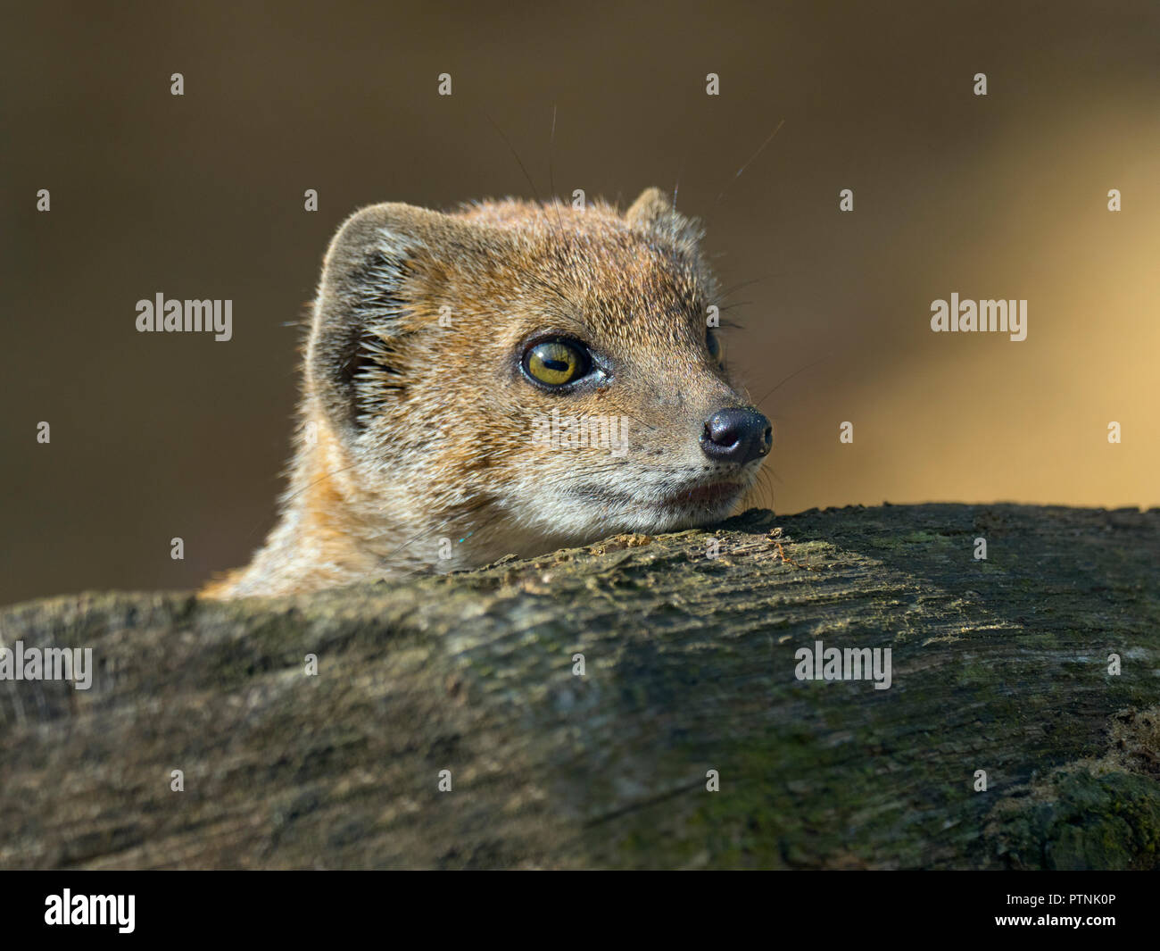 Giallo mongoose Cynictis penicillata Foto Stock