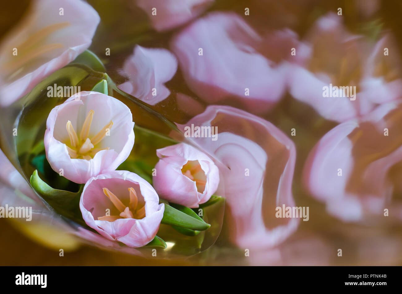 Rosa tre tulipani su sfondo di riflessione Foto Stock