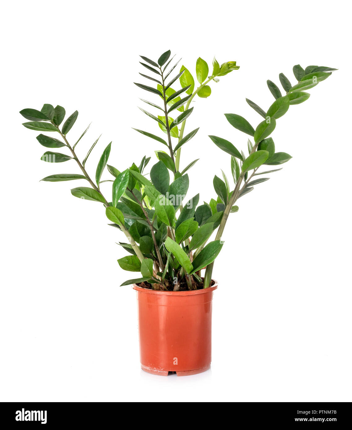 Zamioculcas pianta in vaso di fronte a uno sfondo bianco Foto Stock