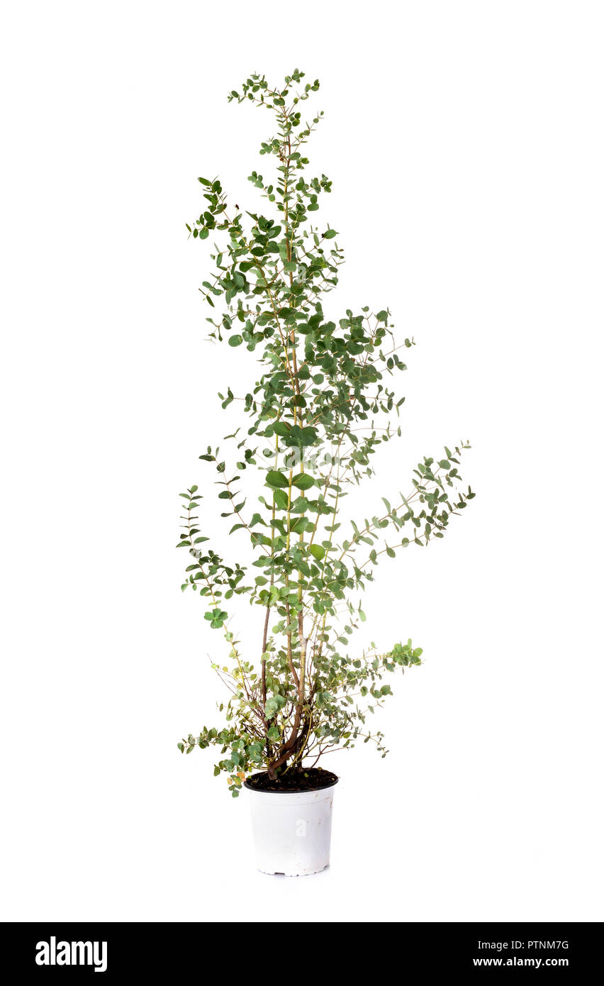 Eukalyptus pianta in vaso di fronte a uno sfondo bianco Foto Stock