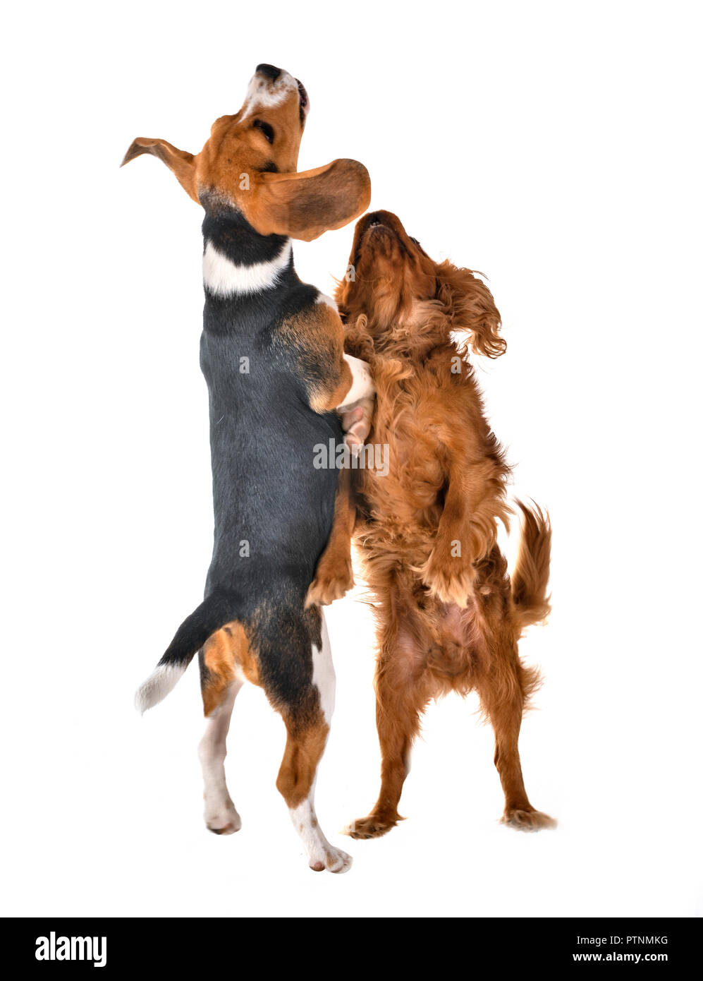 Cane beagle e Cavalier King Charles di fronte a uno sfondo bianco Foto Stock