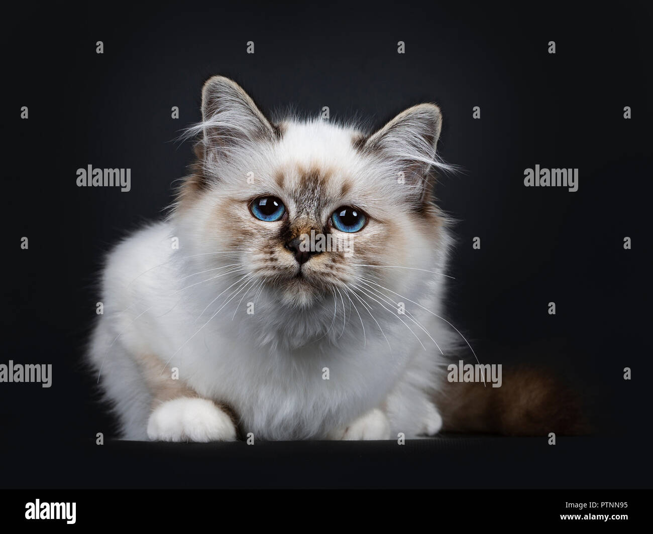 Incredibile tabby point sacro Birman gattino, che stabilisce e guardando curioso nella lente con meravigliosi occhi blu, isolati su sfondo nero Foto Stock