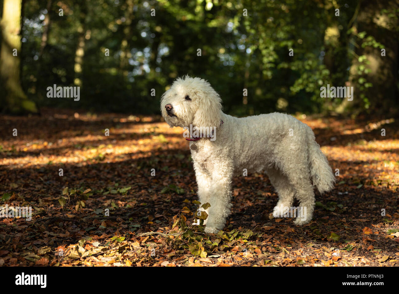 Bianco cane labradoodle foto all'aperto Foto Stock