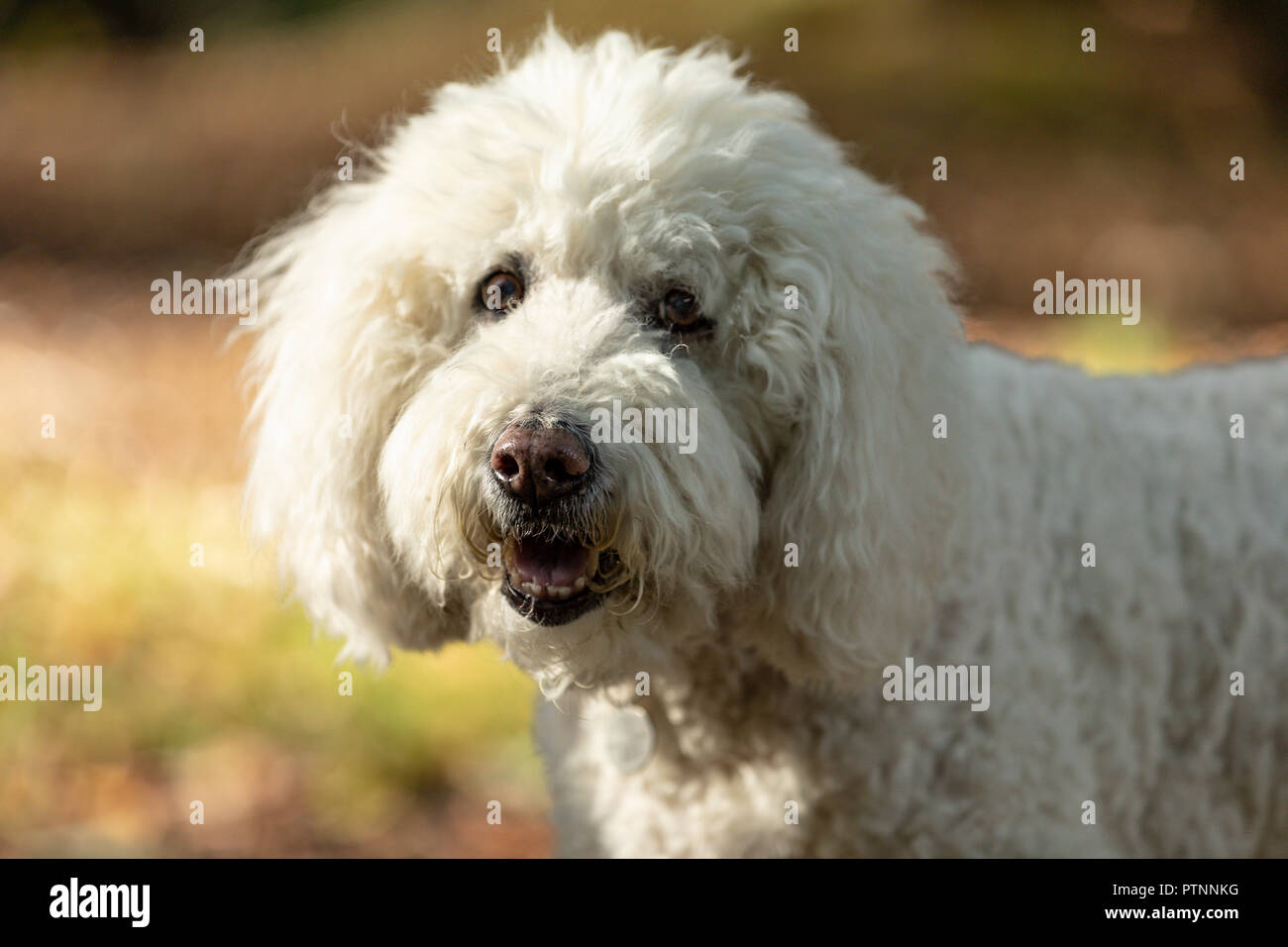 Ritratto di bianco cane labradoodle, raffigurato all'aperto Foto Stock