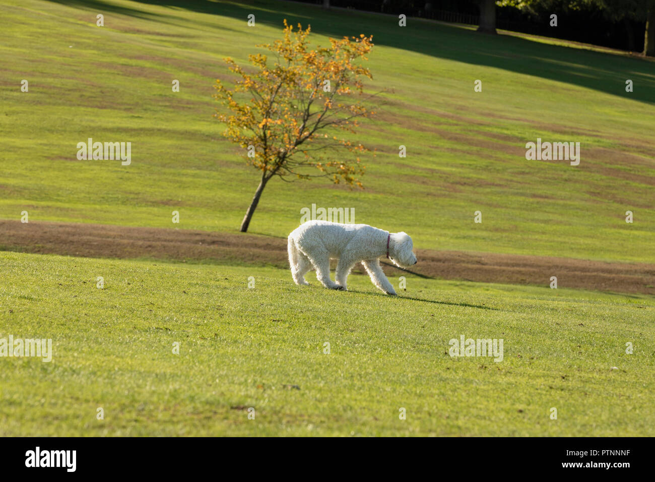 Bianco cane labradoodle foto all'aperto Foto Stock