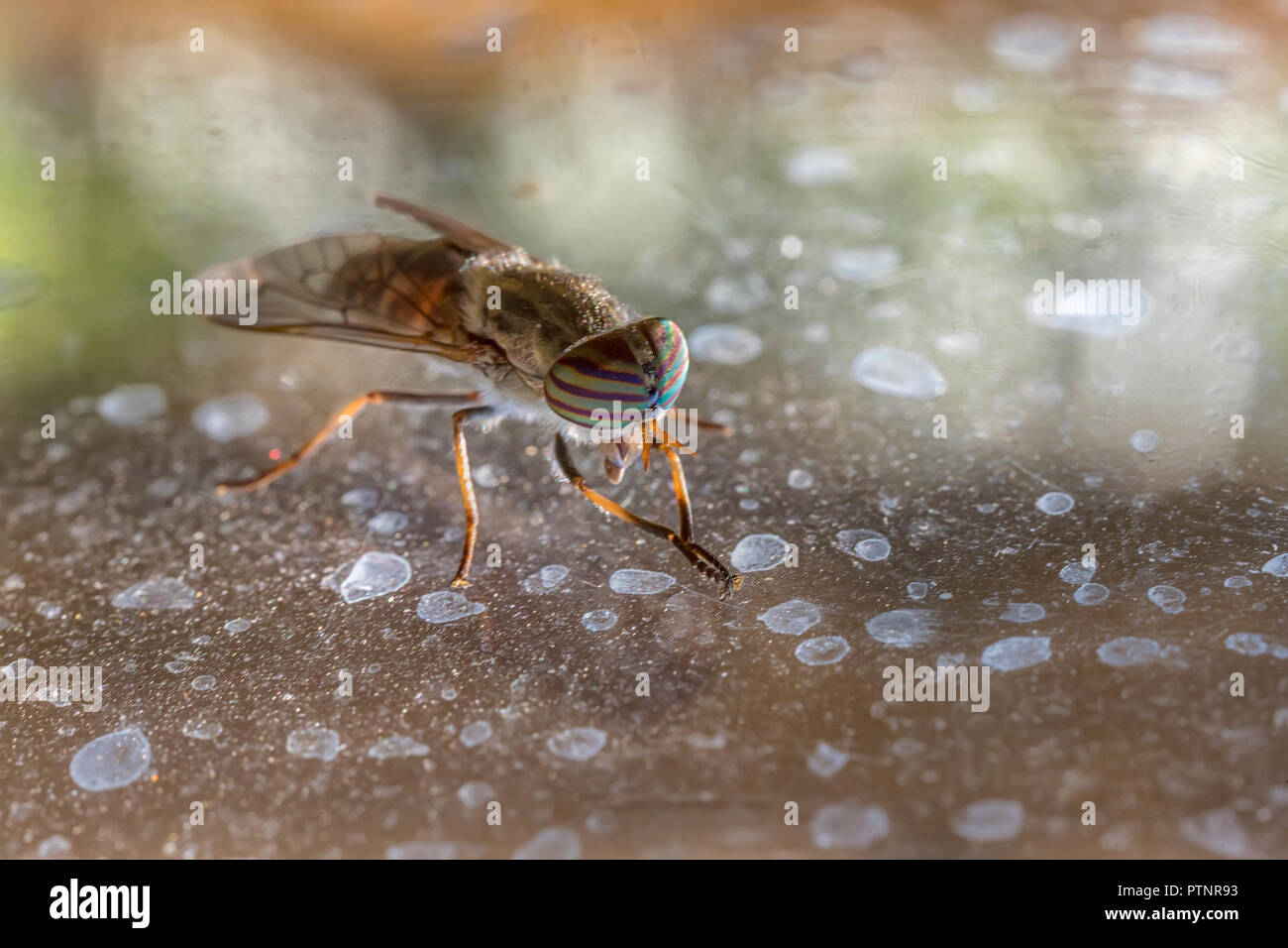 Le molte migliaia di occhi di una femmina Horse-Fly striato (Tabanus lineola) Foto Stock