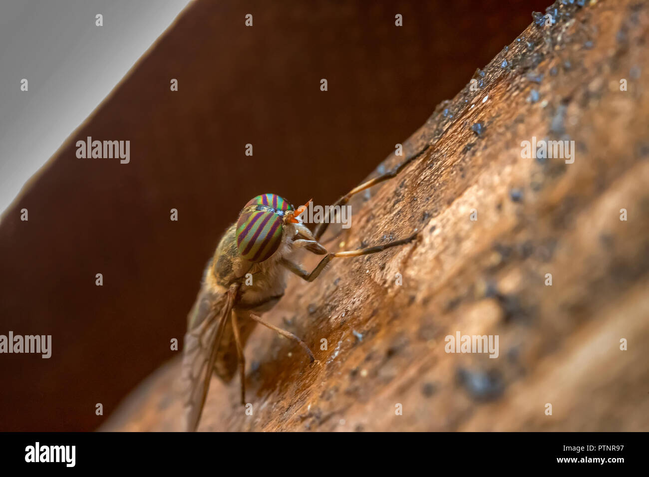 Le molte migliaia di occhi di una femmina Horse-Fly striato (Tabanus lineola) Foto Stock