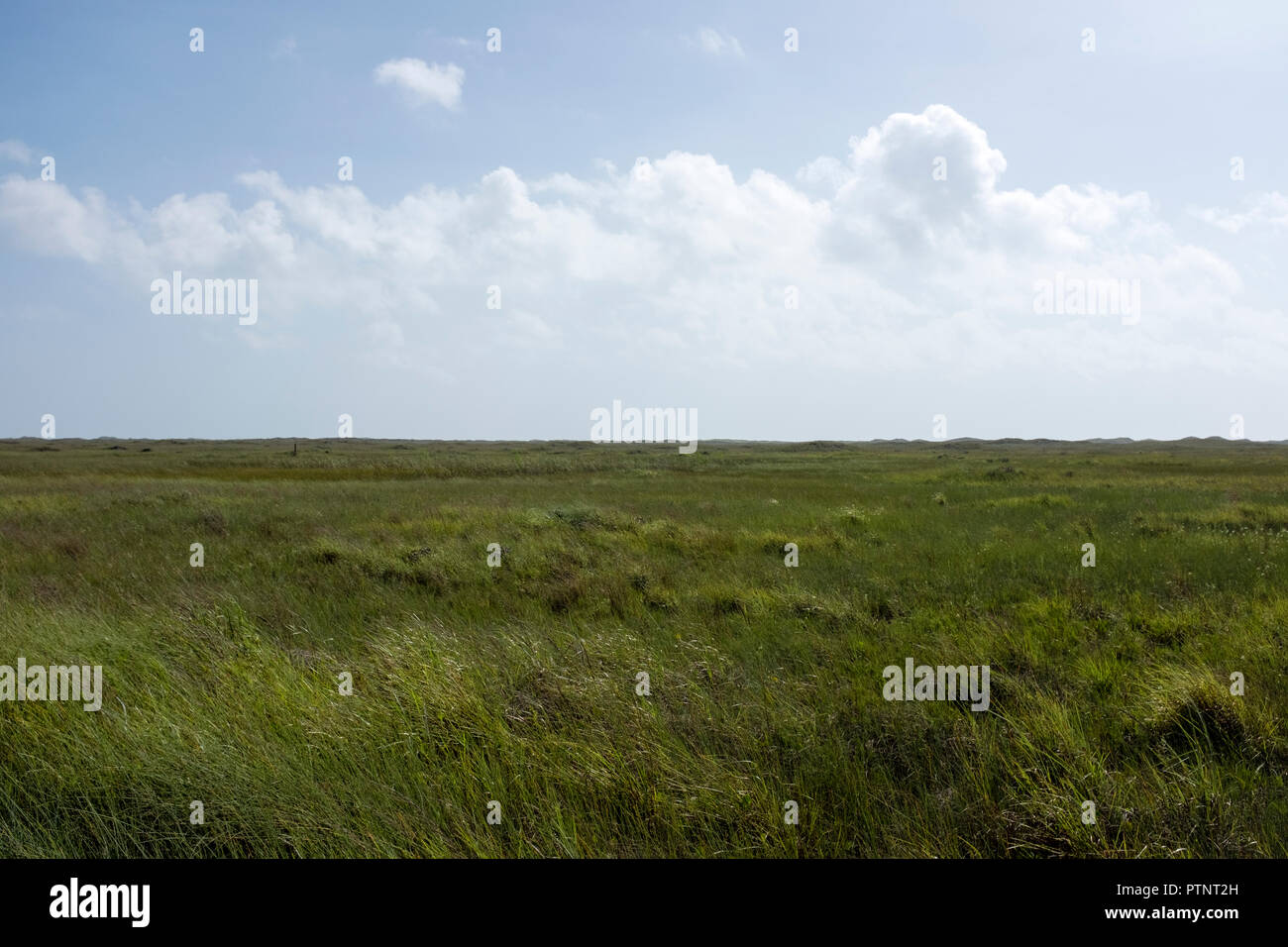 Le vaste praterie di Padre Island National Seashore vicino a Corpus Christi, Texas, Stati Uniti d'America Foto Stock