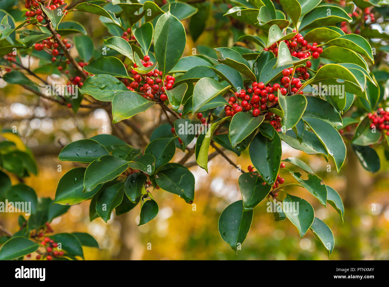 Yaupon Holly Tree rossastro cuscinetto frutti per il bird durante l'Autunno in Giappone Foto Stock