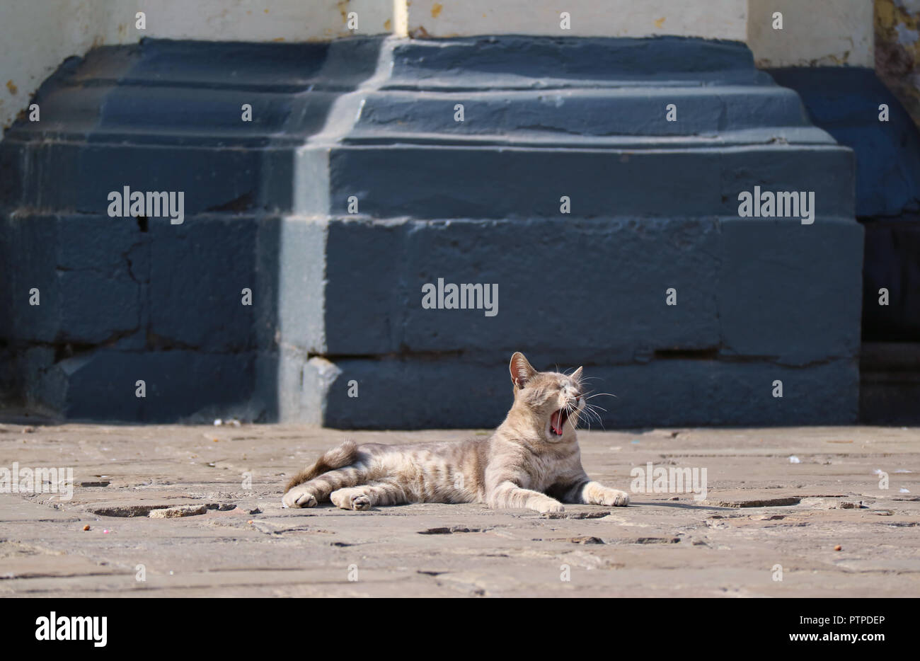 Luce marrone cat sbadigliare mentre si prende il sole presso il cortile della Basilica e Convento di San Francisco a Lima in Perù Foto Stock