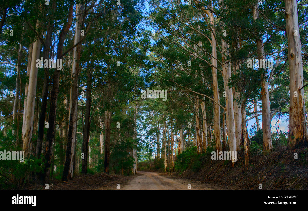 Strada che conduce attraverso una gomma foresta di alberi di eucalipto maculata, Australia occidentale, Australia Foto Stock