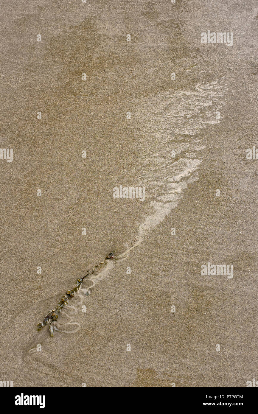 Le alghe su di una spiaggia di sabbia. Foto Stock