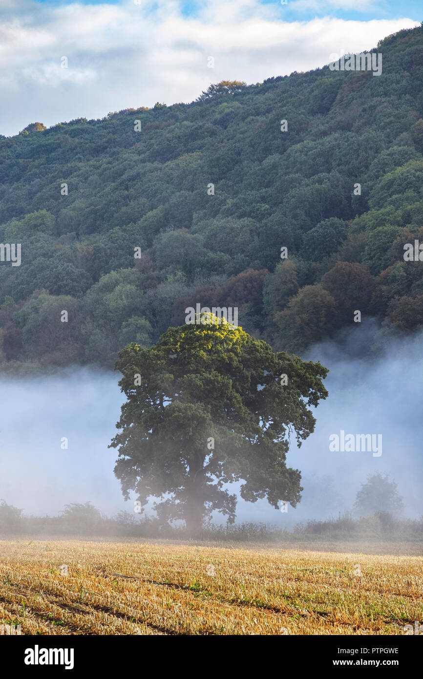 Coppia albero a foglie decidue circondato da nebbia di mattina, nella valle del Wye. Foto Stock