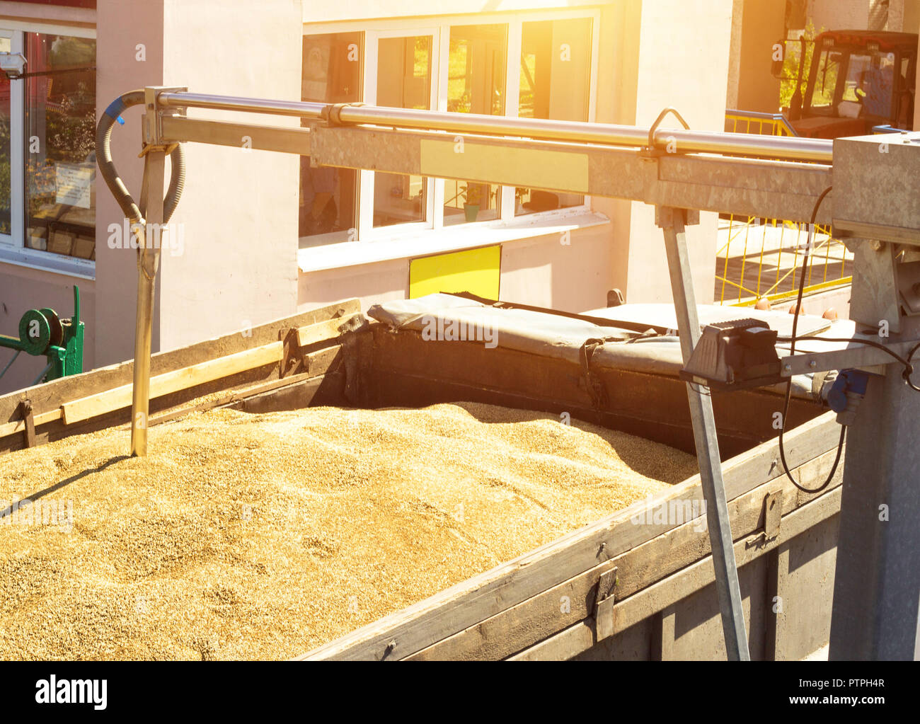 Da un grano-laden autocarro prendere il grano per analisi, elaborazione di grano, analisi kernel Foto Stock