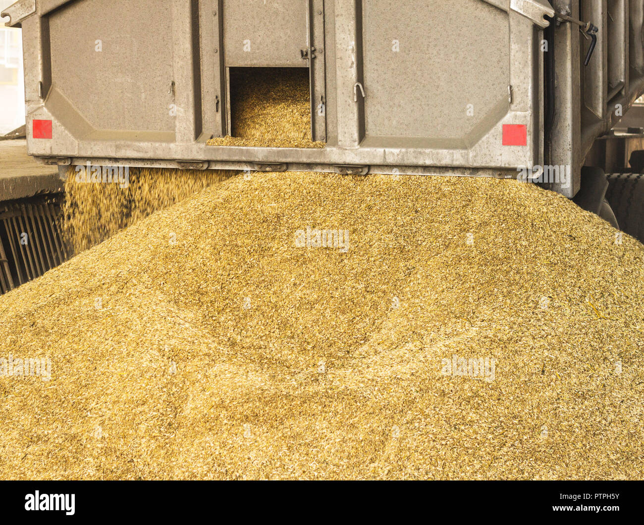 Un carrello scarica il grano a un deposito di grano e impianto di trasformazione, un deposito di grano, impianto di scarico la produzione di mais Foto Stock