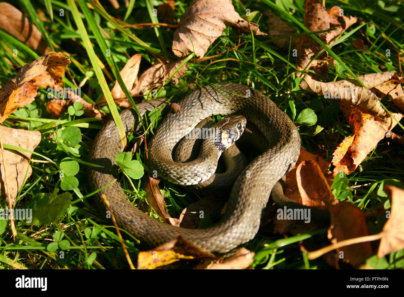 Natrix è un genere di serpenti colubrid, bisce o acqua serpenti, appoggiato al sole tra l'erba e foglie Foto Stock