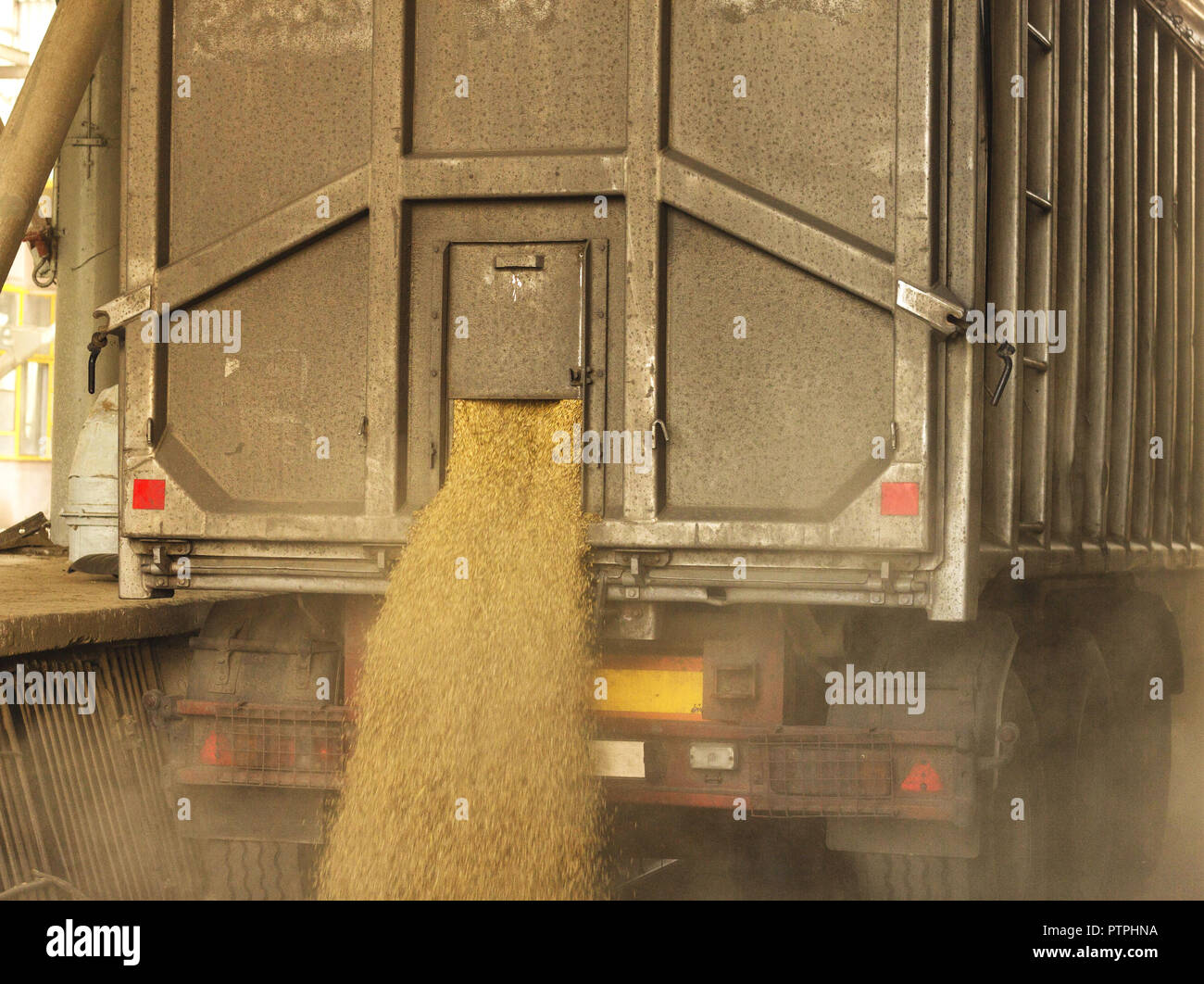 Un carrello scarica il grano a un deposito di grano e impianto di trasformazione, un deposito di grano, impianto di scarico, seme di pianta Foto Stock