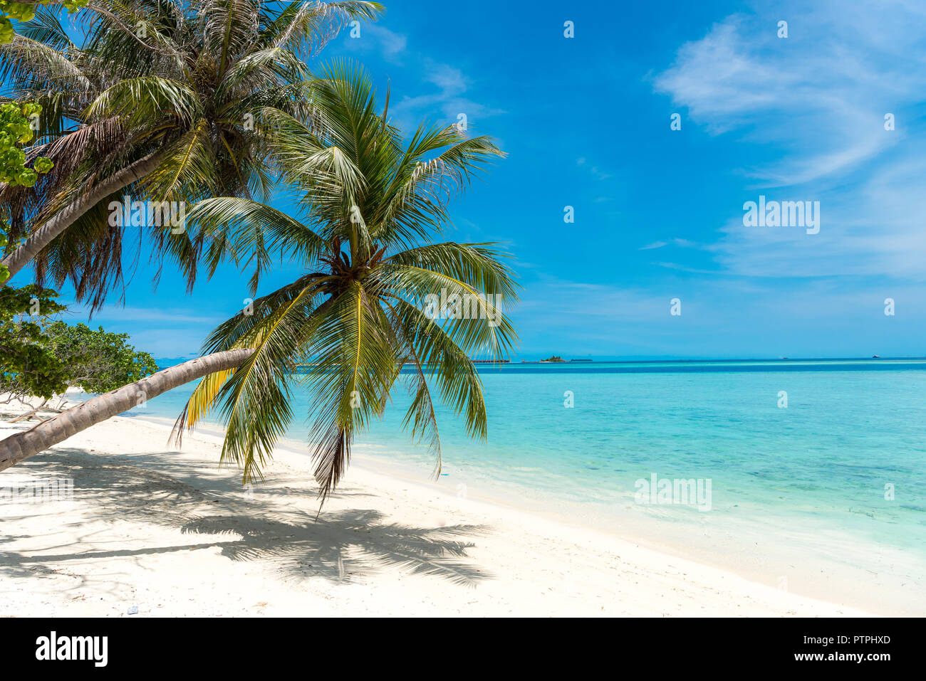 Maldive beach, Palm tree albero di cocco sulla spiaggia di sabbia bianca delle Maldive Tropical Paradise Island, la spiaggia più bella del mondo Foto Stock