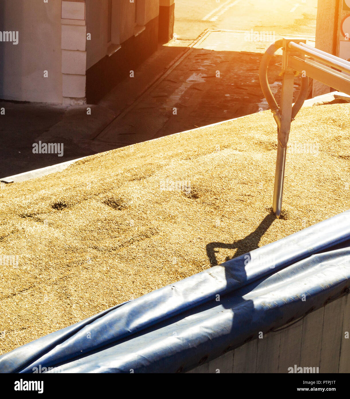 Da un grano-laden autocarro prendere il grano per analisi, elaborazione di grano, avena Foto Stock