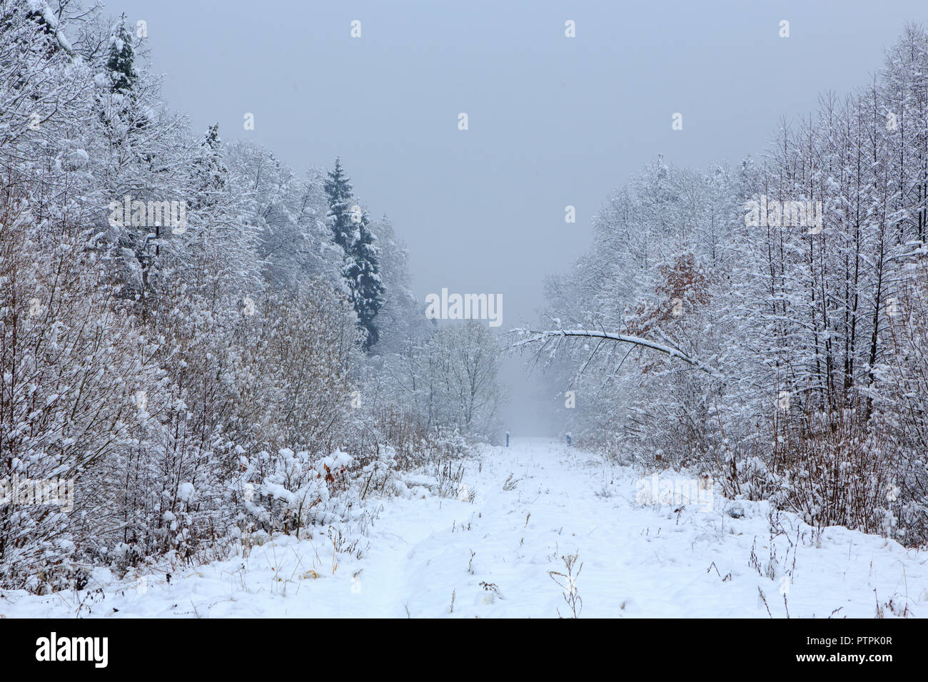 Paesaggio invernale della foresta con la betulla e carpino alberi neve avvolto e percorso attraverso, foresta di Bialowieza, Polonia, Europa Foto Stock