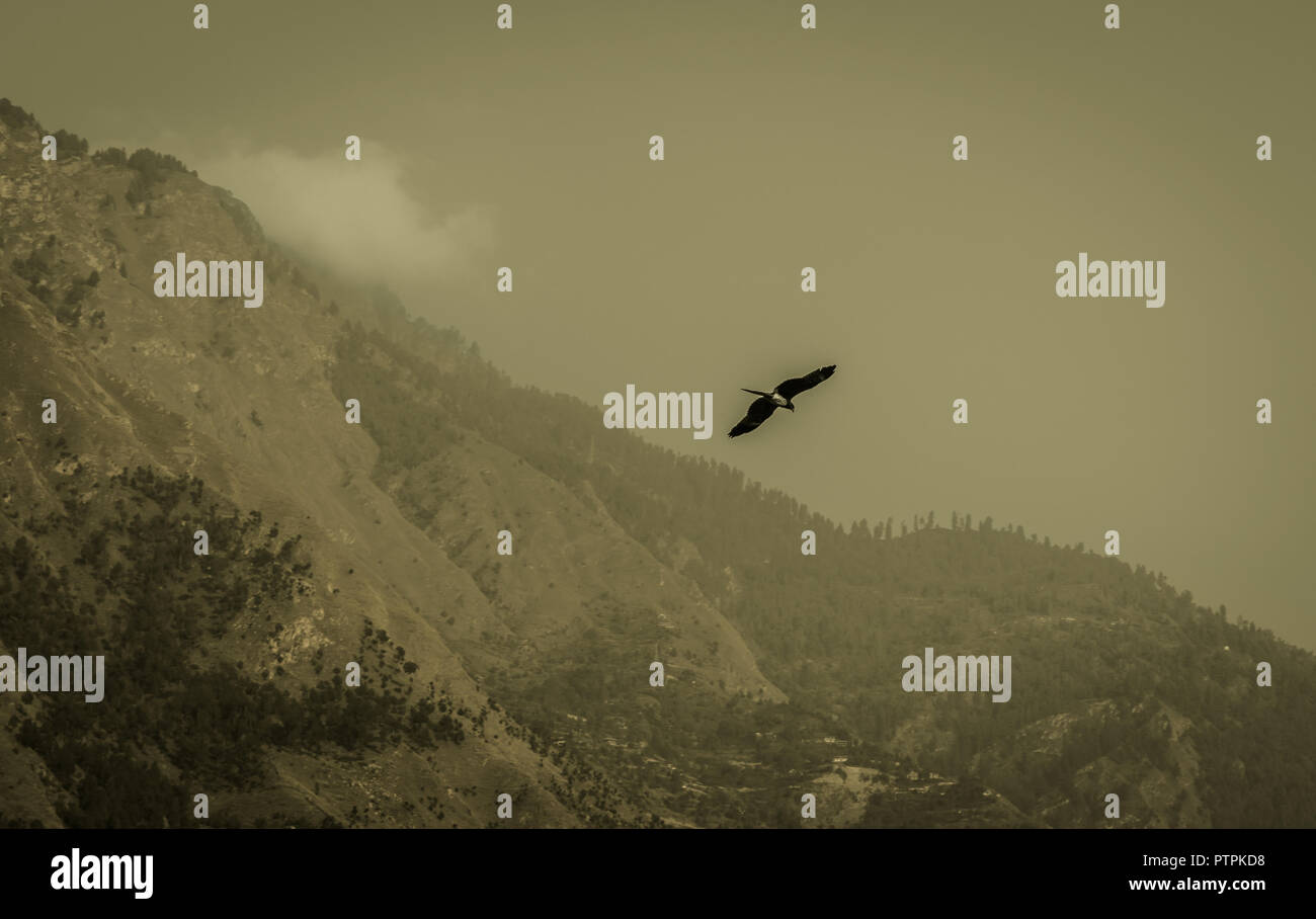 Un solitario uccello vola alto nel cielo Foto Stock