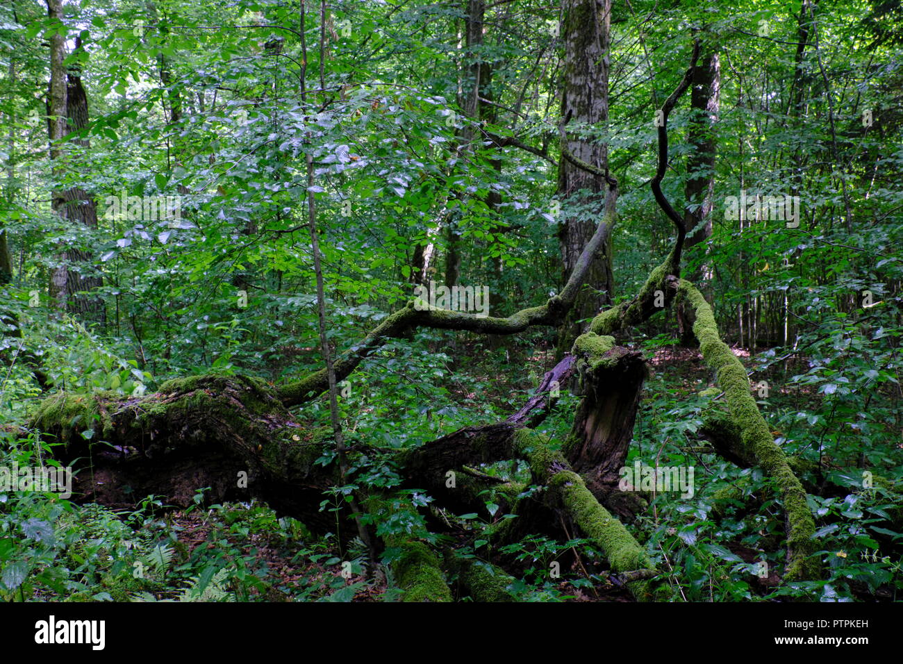 Parte declinato vecchia quercia ramo reww natureal e bosco di latifoglie in estate,Foresta di Bialowieza, Polonia, Europa Foto Stock