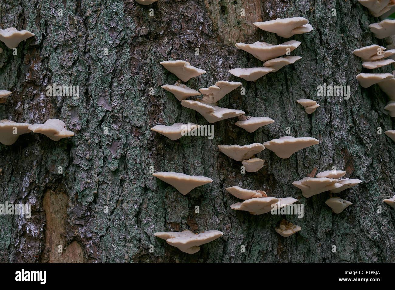 Corteccia di abete rosso con partite di funghi bianco closep, foresta di Bialowieza, Polonia, Europa Foto Stock