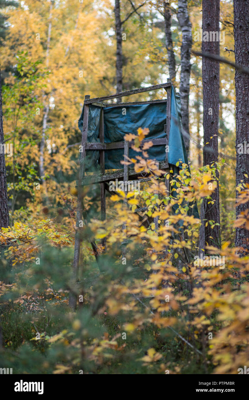 A caccia di supporto albero nella foresta scandinava durante il tardo pomeriggio di estate. Foto Stock