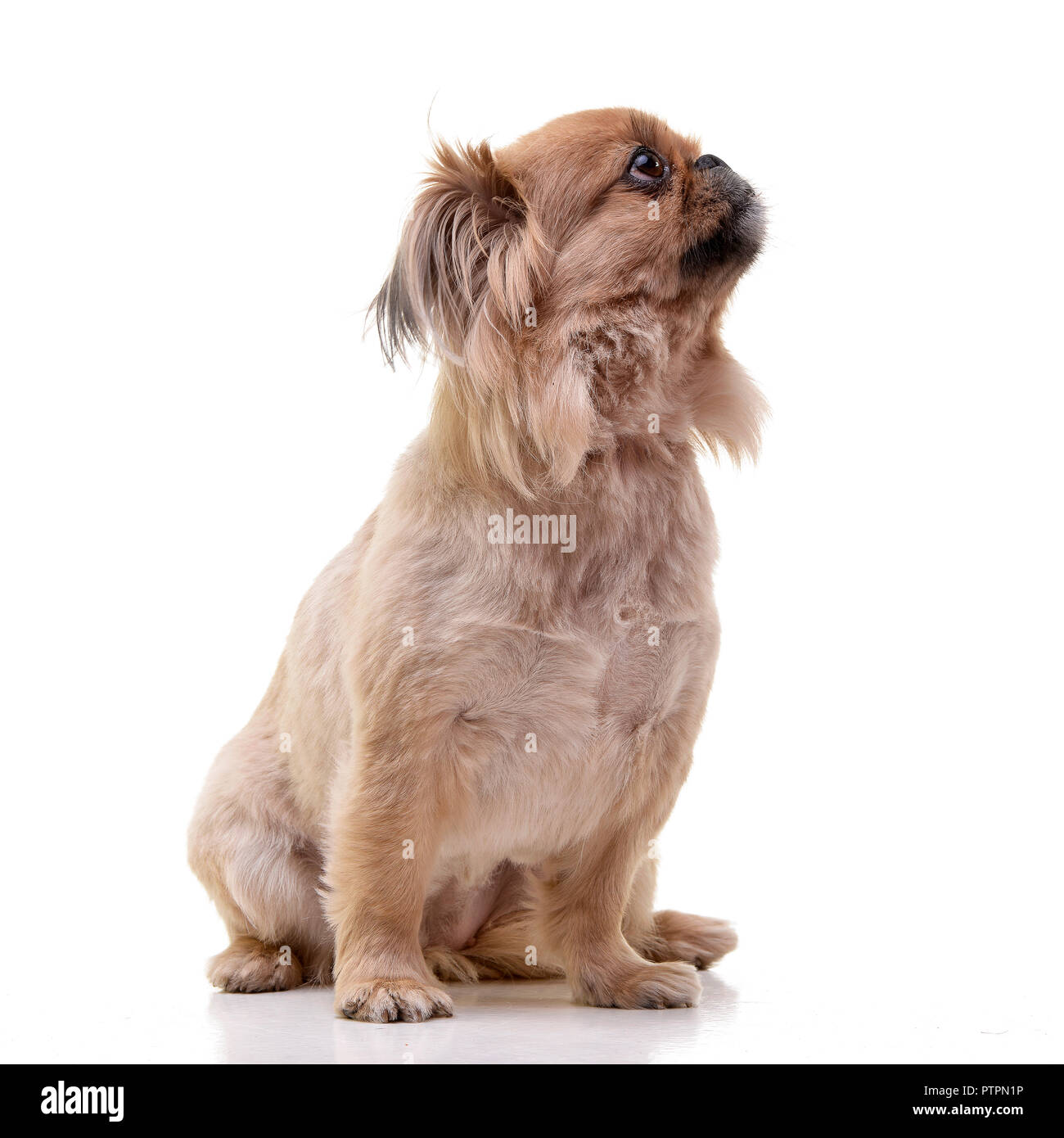 Studio shot di un adorabile Pekingese dog sitter su sfondo bianco. Foto Stock