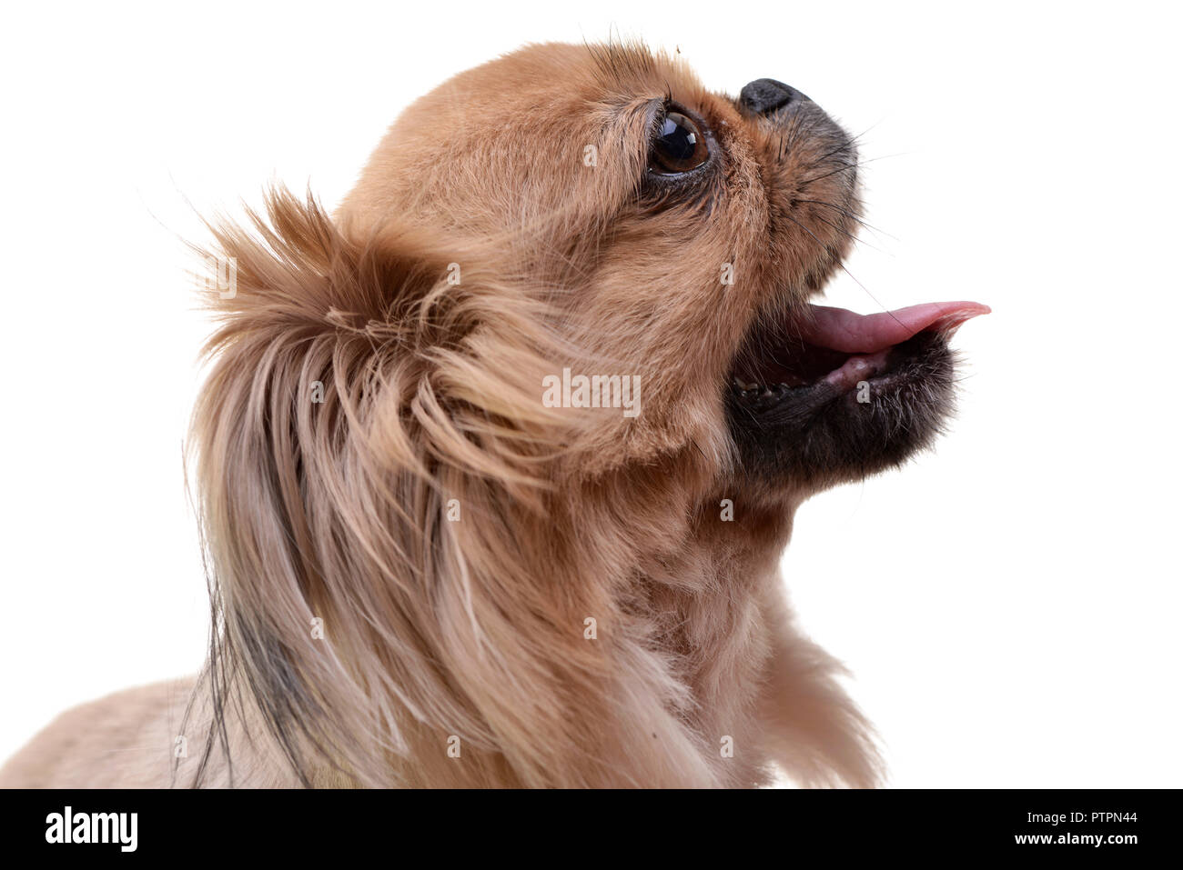 Ritratto di un adorabile Pekingese dog - isolato su sfondo bianco. Foto Stock