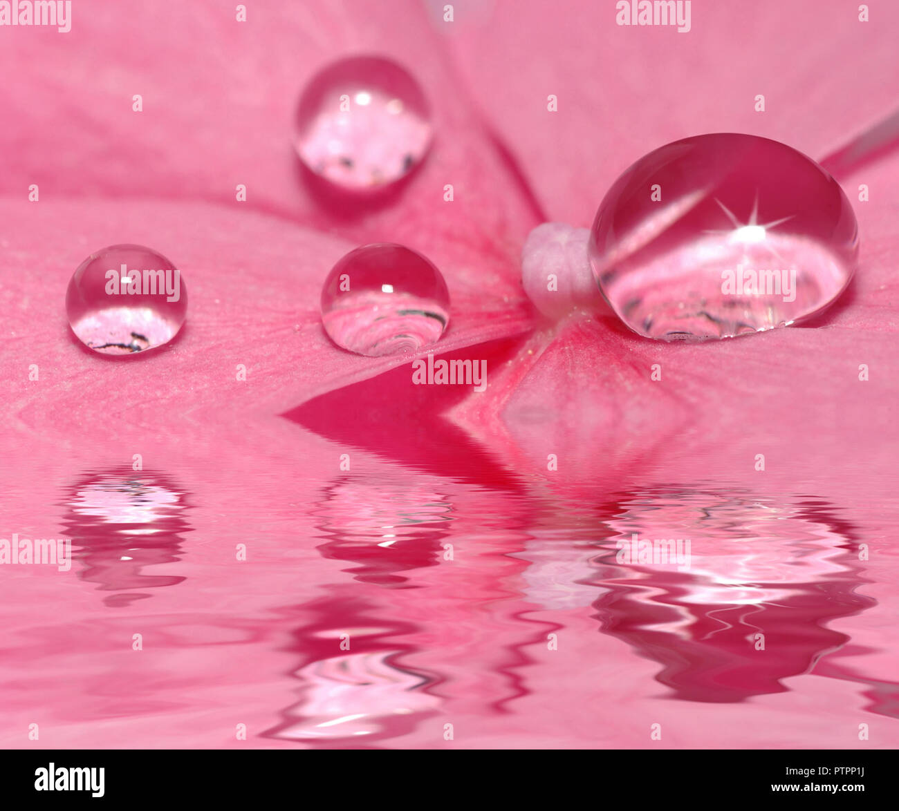 Gocce di pioggia e petali di fiore delicato con la riflessione sulla superficie dell'acqua Foto Stock