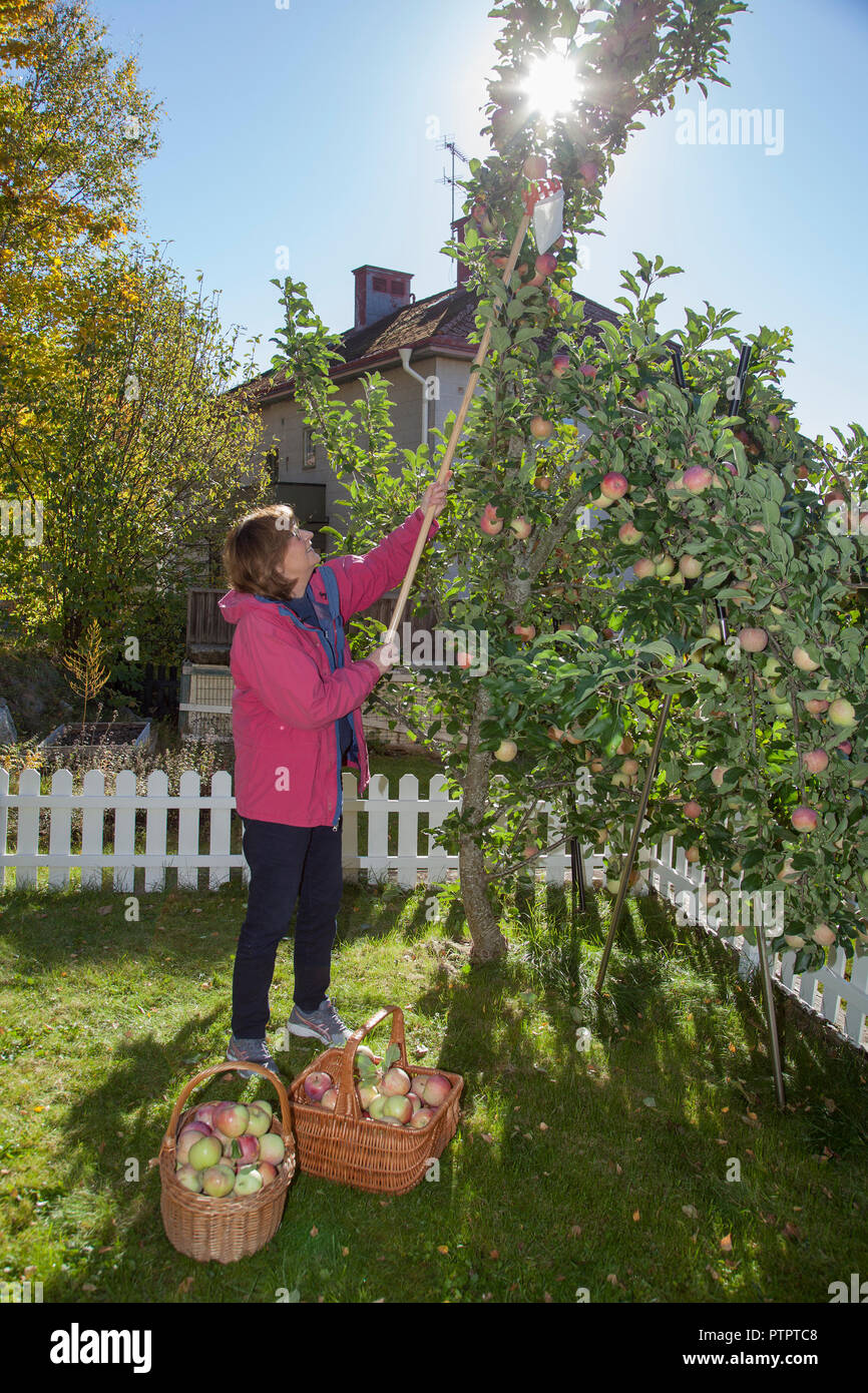 Raccogliere le mele nel giardino in autunno Foto Stock
