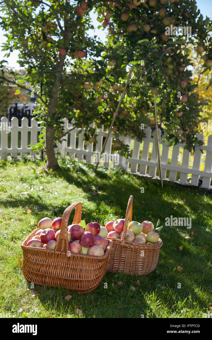 Cestini di mele e un frut raccoglitori Foto Stock