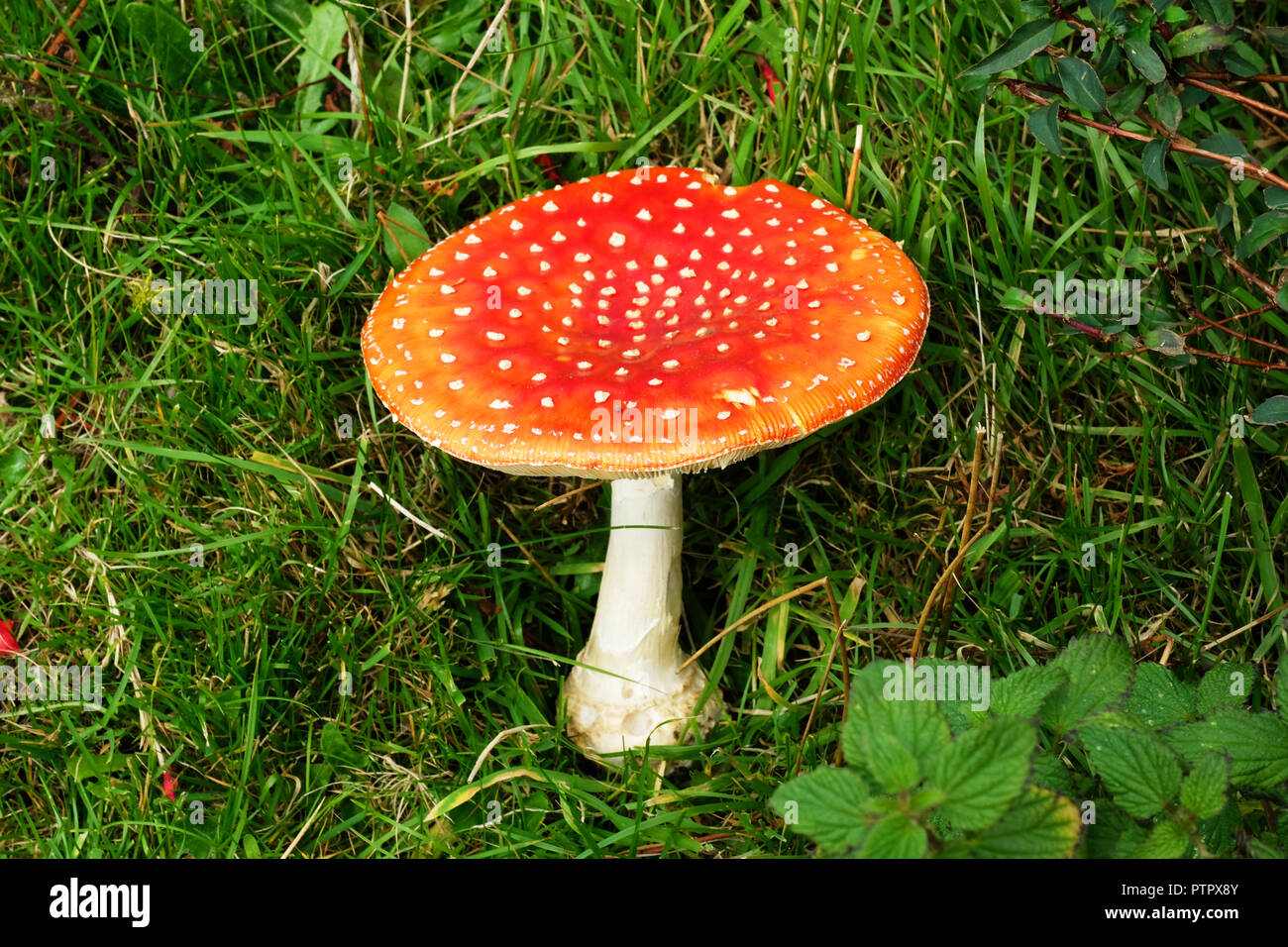 Bianco, pezzata rossa velenoso tappato fly agaric fungo - Giovanni Gollop Foto Stock