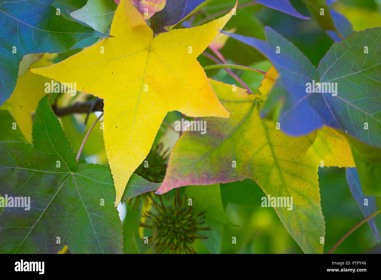 In autunno le foglie di colore Golden Valley Tree Park Balingup Foto Stock