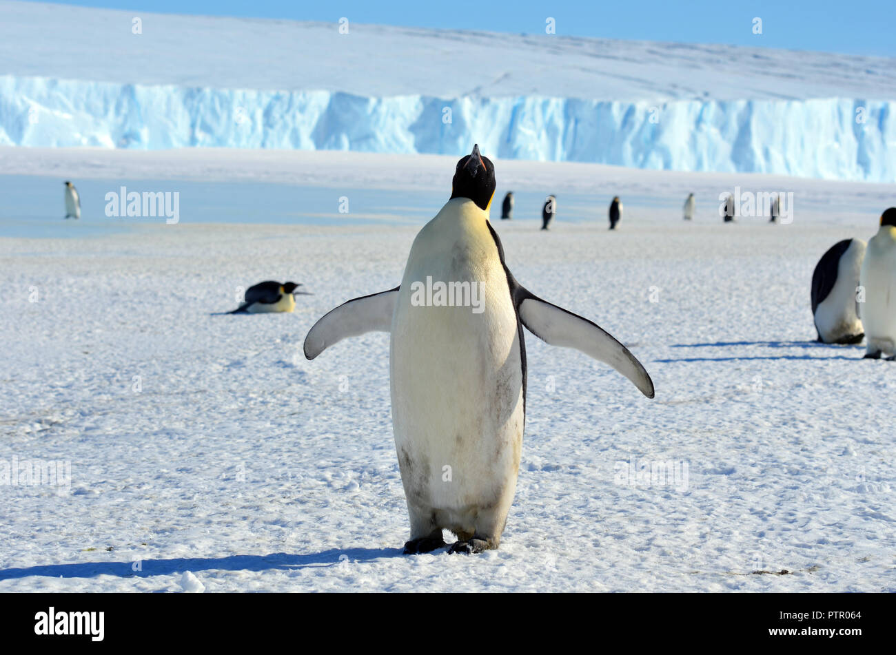 Pinguino imperatore pulcino. Close-up Foto Stock