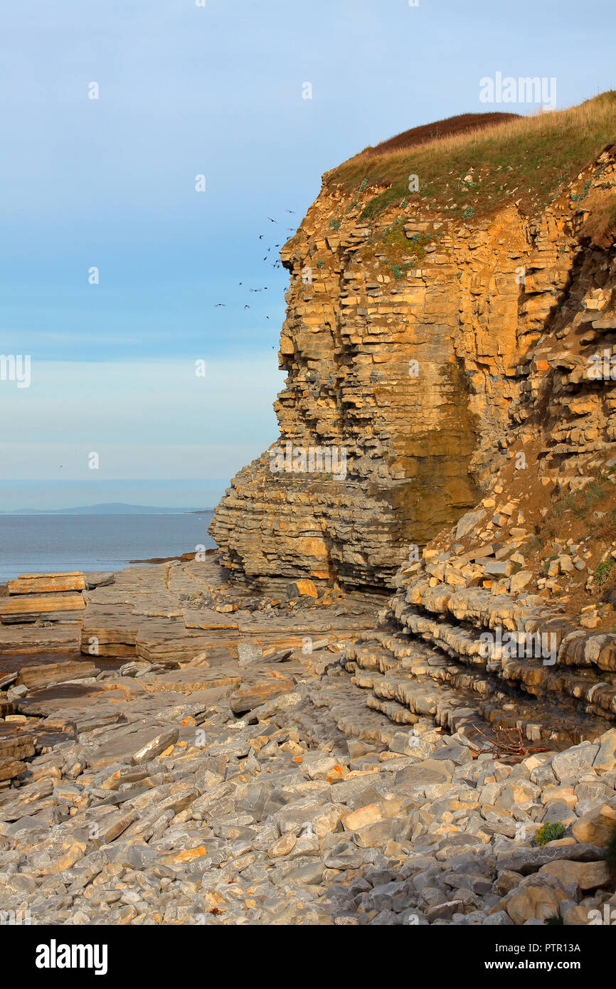 Uno dei dirupi a Dunraven bay che mostra le rocce stratificate e pietre che compongono i strati di roccia con Jackdaws battenti in venti alti. Foto Stock
