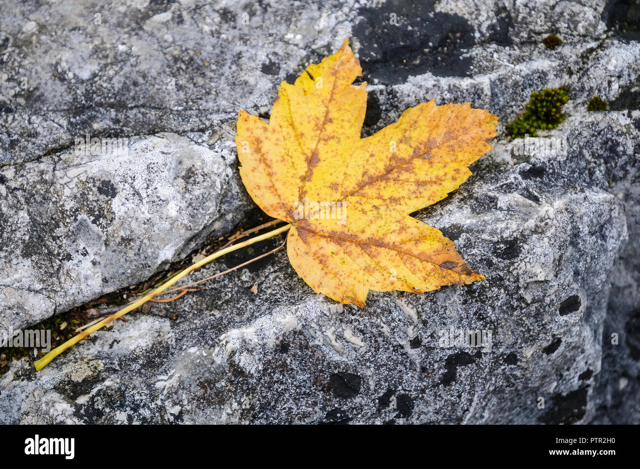 Herbstlaub auf steinigem Untergrund Foto Stock